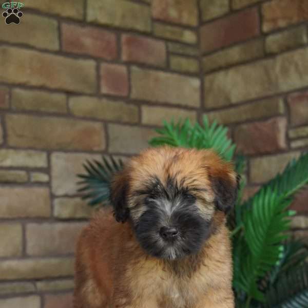 Olive, Soft Coated Wheaten Terrier Puppy